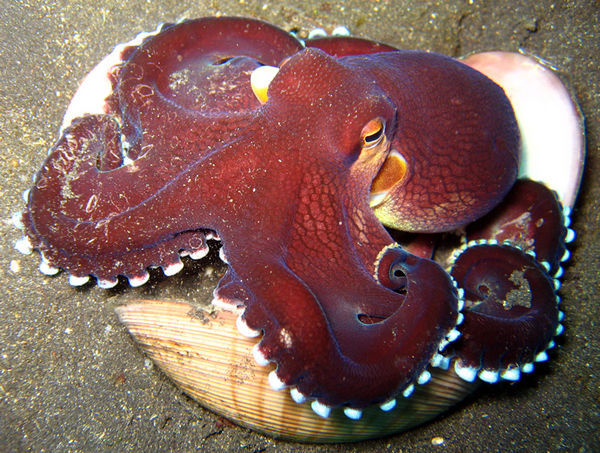 1458234-Coconut-Octopus-0