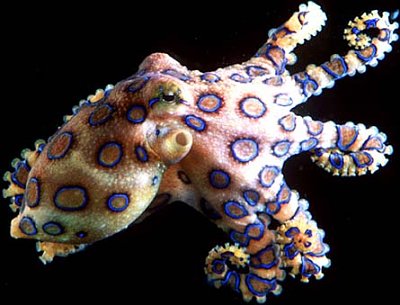BlueRingedOctopus
