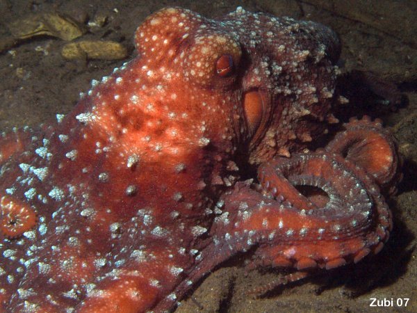 Octopus-luteus5